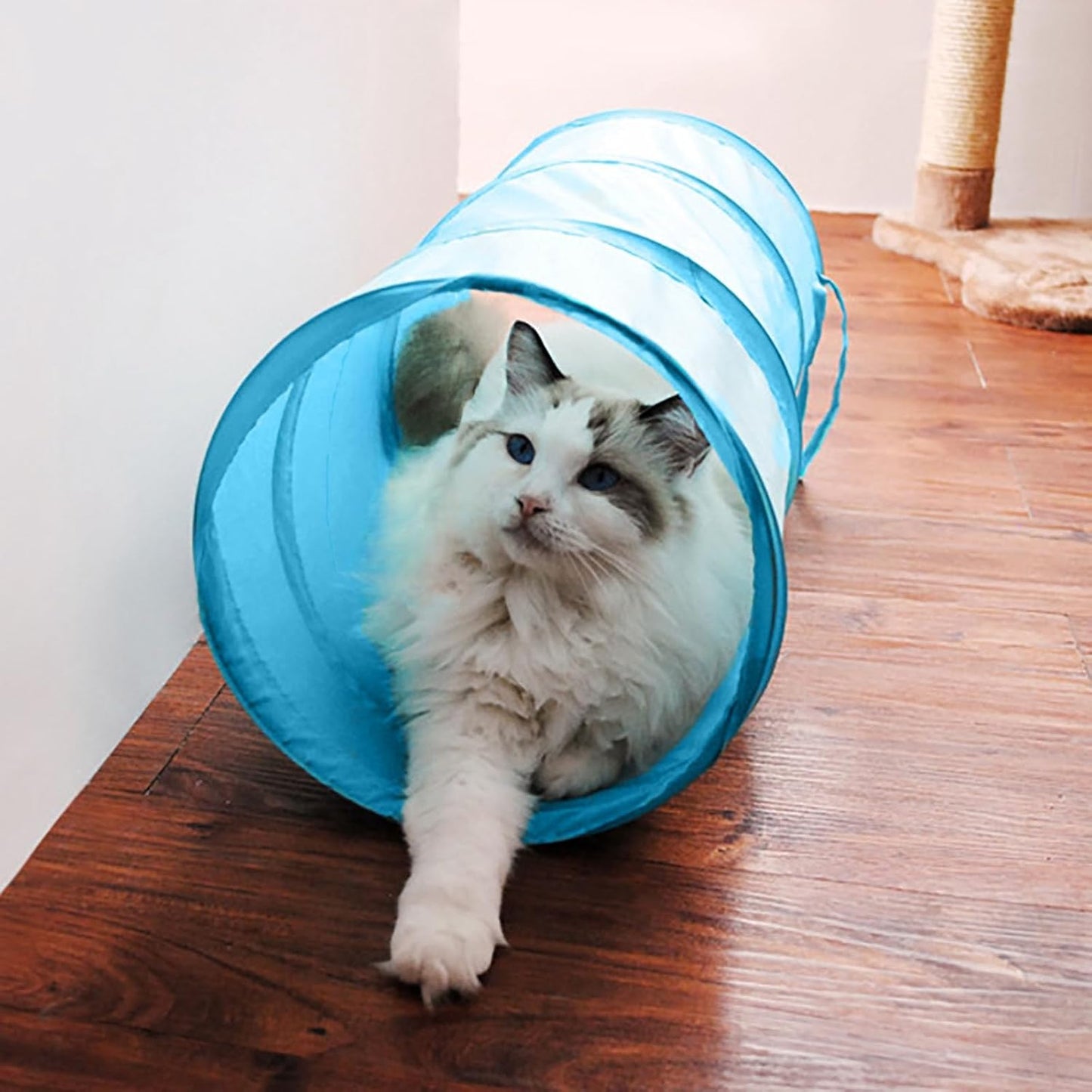 Cat Tunnel for Indoor Cats Interactive